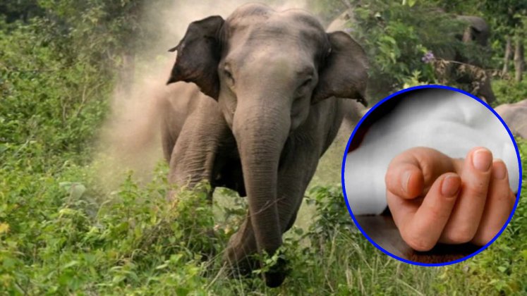 जङ्गली हात्तीको आक्रमणबाट घाइते भएकि महिलाको मृत्यु